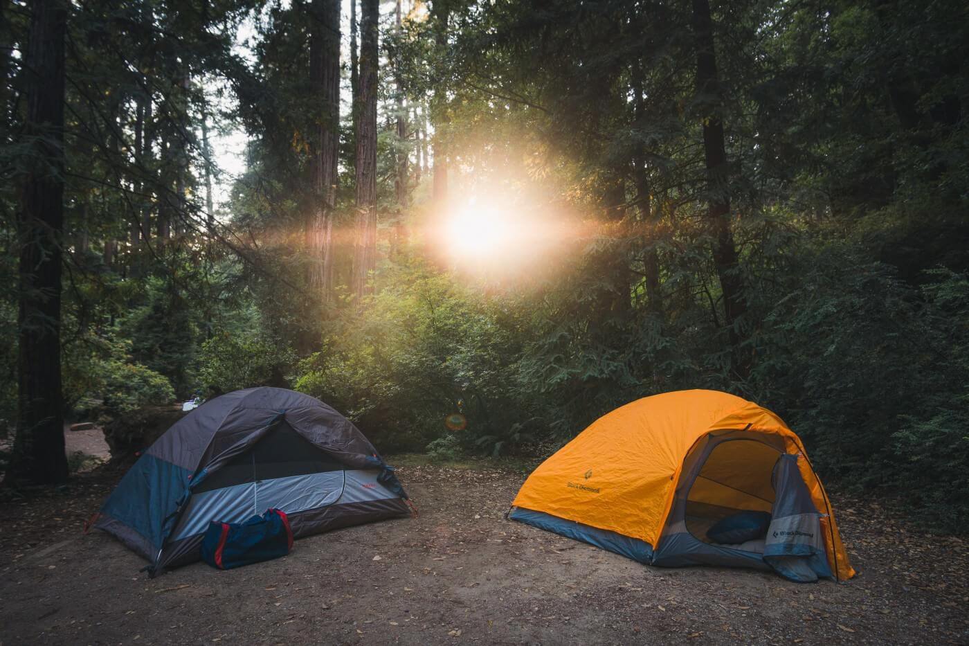 A night in the forest