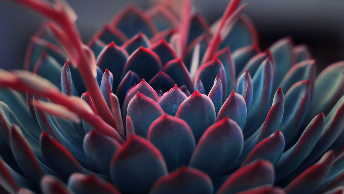 Plants