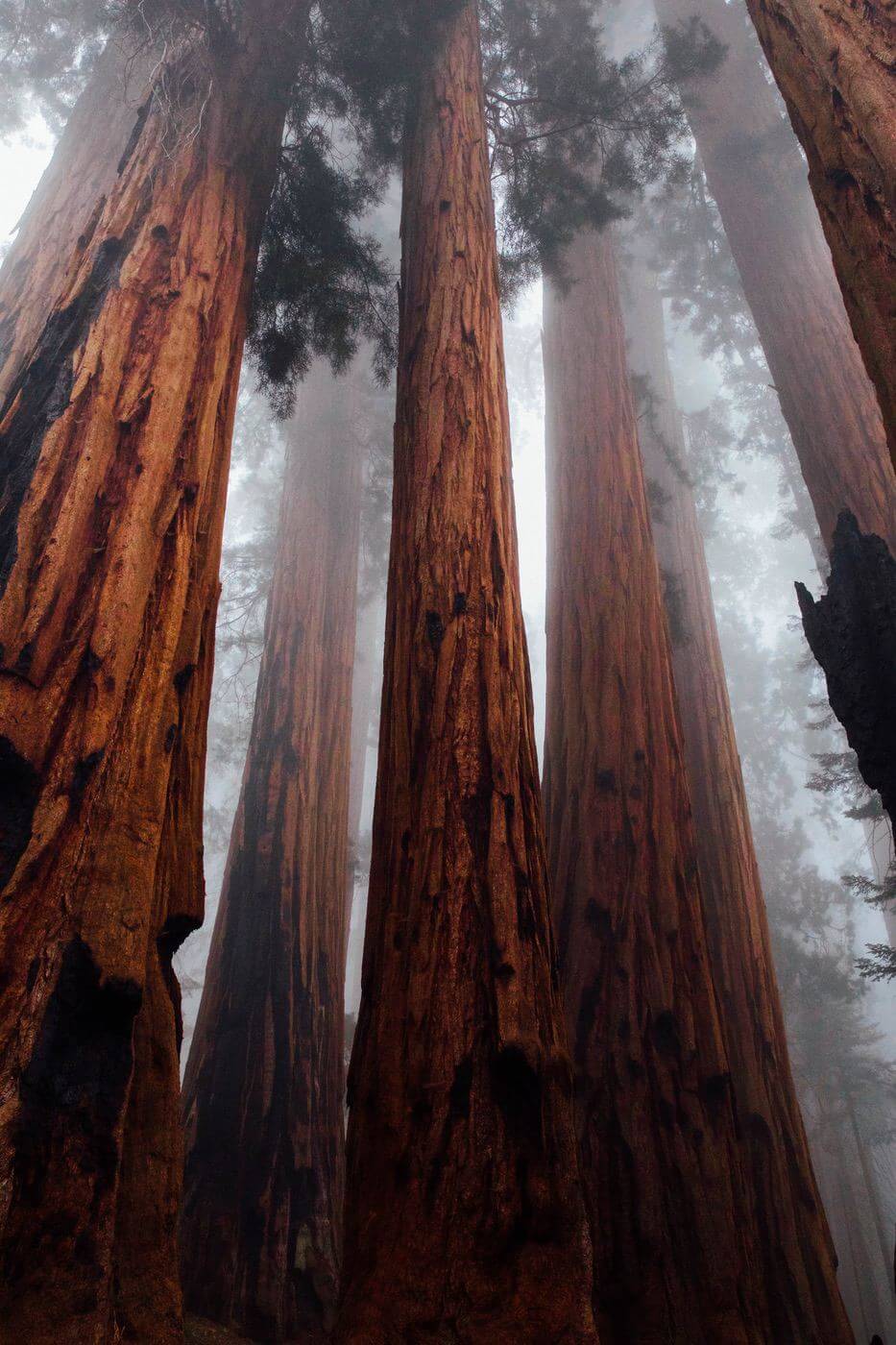 Trees